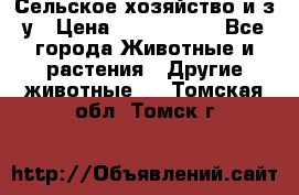 Сельское хозяйство и з/у › Цена ­ 2 500 000 - Все города Животные и растения » Другие животные   . Томская обл.,Томск г.